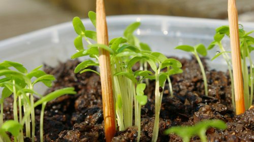 Tips for easily protecting your seeds 