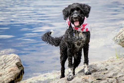 12 Water Dogs Who Will Splish and Splash Their Way to Your Heart