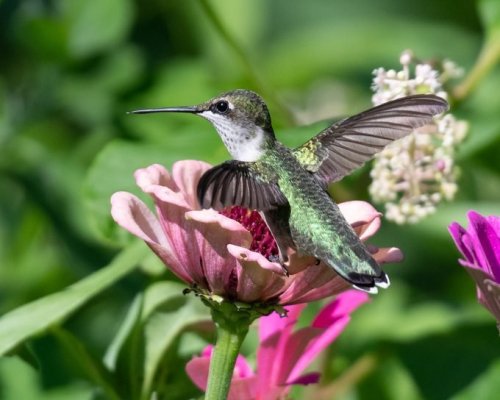 15 Common Backyard Birds You Should Know