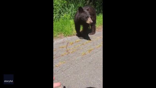 Men Have Close Encounter With Bear North of Vancouver