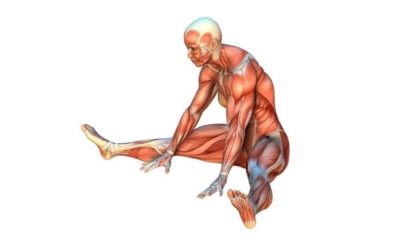 The Unique Stretch Routines to Make You As Flexible As a Cat in 3 Short Weeks