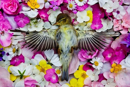 5 compelling photo series honoring animals who have died