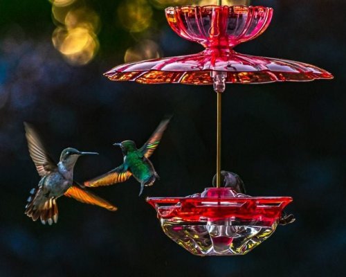 All About Hummingbird Migration