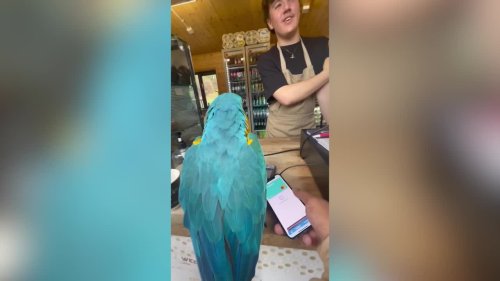 NEW FOOTAGE: Meet the couple who keep giant PARROTS as pets which they have to take for daily walks