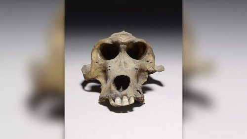 Revealing the Surprising Truth About Mummification and Ancient DNA