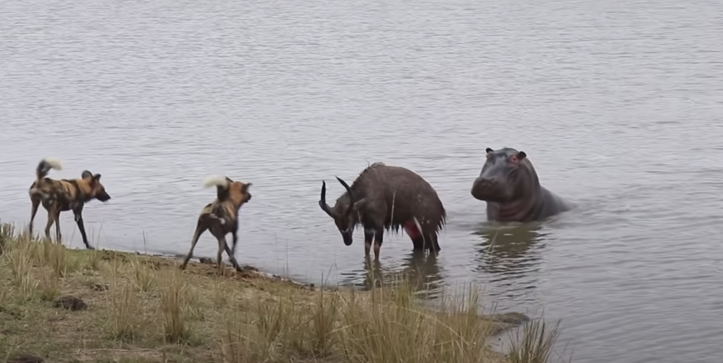 Watch a bull fight off wild dogs and a hippo only to suffer a worse fate