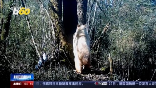 Ultra Rare Albino Panda Captured on Camera