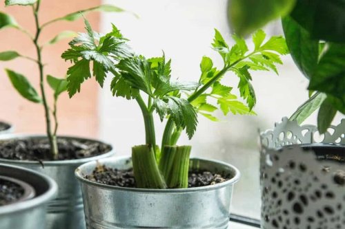 Vegetables You Can Regrow From Food Scraps, Right in Your Windowsill