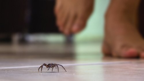 Clever ways to keep spiders out of your home and garden 