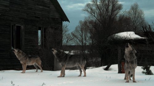 What's going on with the wolves of Chernobyl? 