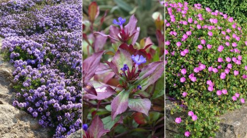 The best ground cover plants