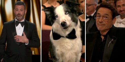 All Hail Messi The Dog, Star Of The 2024 Oscars—And "Anatomy of a Fall"