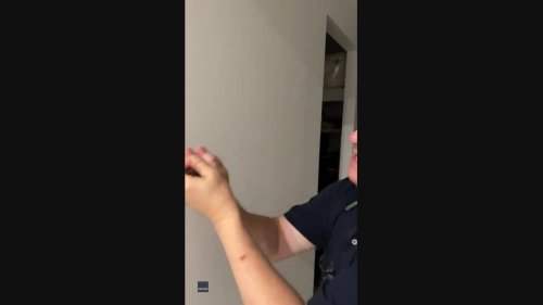 Would You Be Brave Enough? Queensland Man Catches Huntsman Spider in His Hands