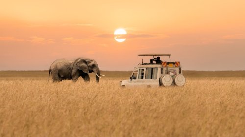 Avoid These Mistakes On Your First African Safari