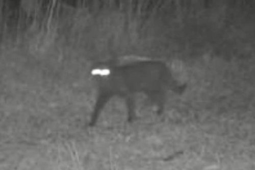 WTF is that? This mysterious creature is leaving wildlife experts puzzled