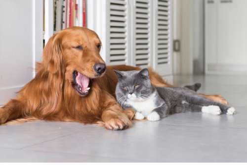 15 Friendly Cats Known to Get Along Great with Dogs