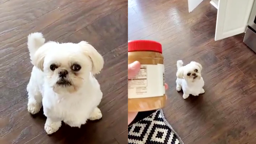 Shih-Tzu is at a loss for words after getting surprised with his favorite peanut butter!