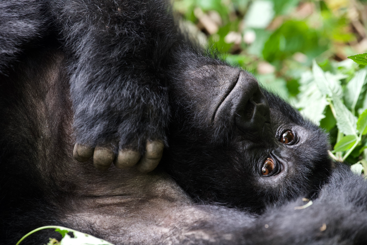 Gorilla Relaxing in Rwanda