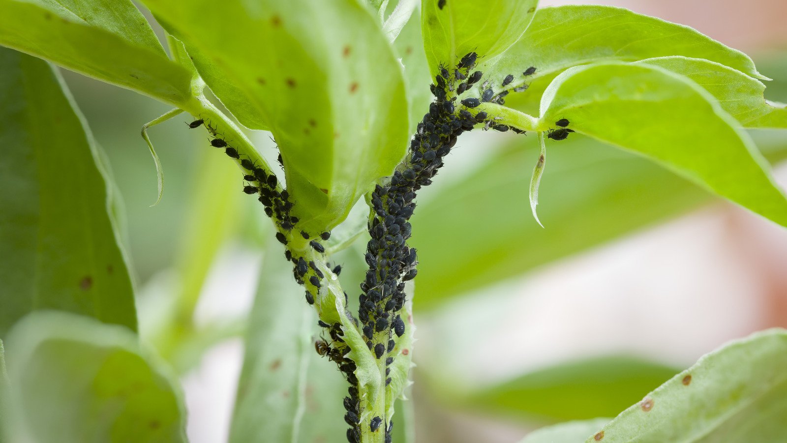 Common Kitchen Spices That'll Help Keep Pests Out Of Your Garden 