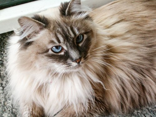 What is a Ragcoon Cat And Why Is It so Popular?