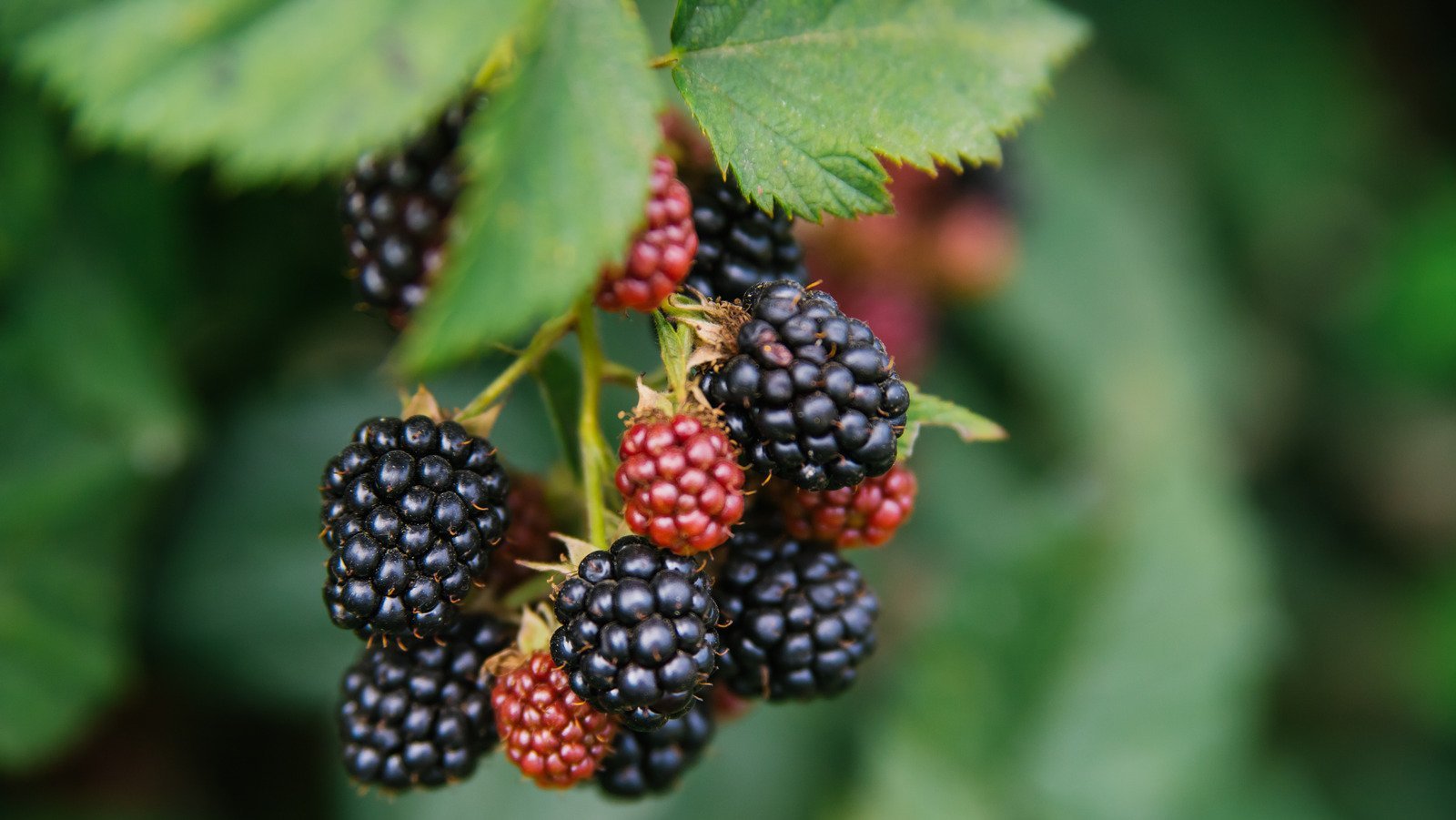 Unexpected Side Effects Of Eating Blackberries