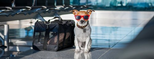 Ruff life: Dogs will face new international travel restrictions