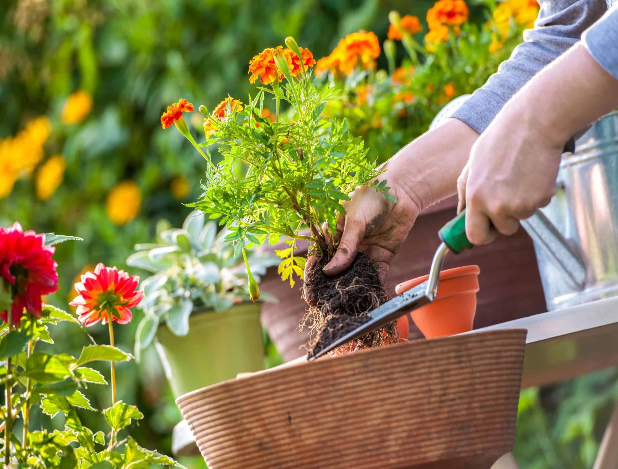 BEST TIME OF DAY TO TRANSPLANT PLANTS Flipboard