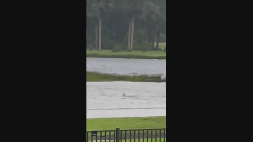 'Shark' Reported in Flooded Fort Myers Neighborhood