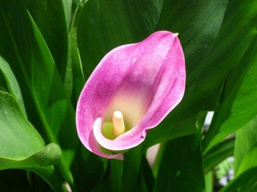 12 Houseplants You’ll Probably Regret