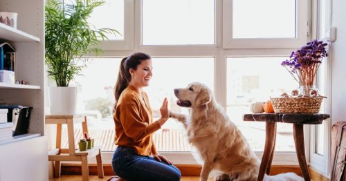 Ways to Help Your Dog Live a Longer, Healthier Life