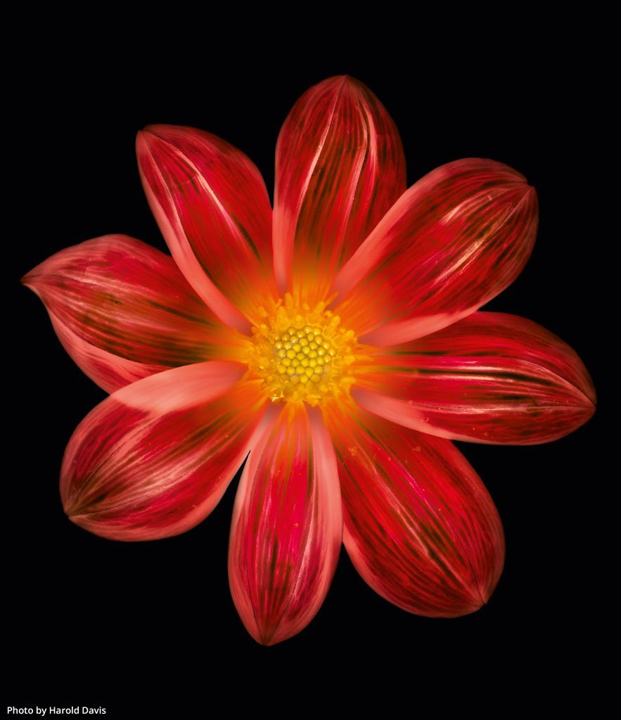 Shoot Stunning Flower Images - Digital Photo Magazine