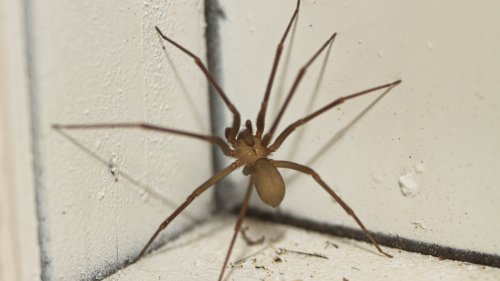 How To Naturally Deter Dangerous Brown Recluse Spiders From Your Home