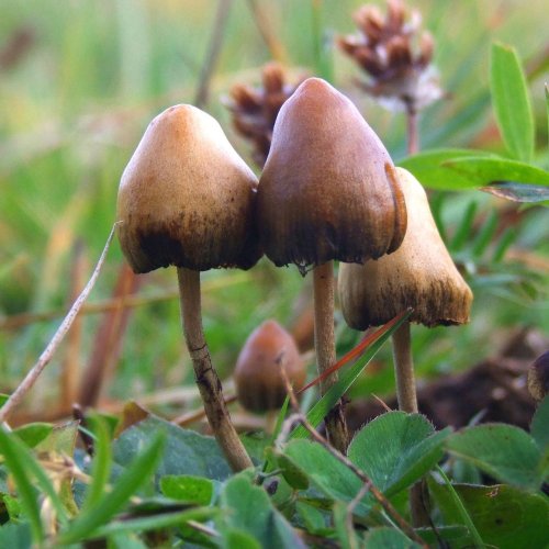 The Science of Psychedelics & Pot