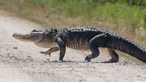 The Biggest Alligator on Record, by Weight and Length