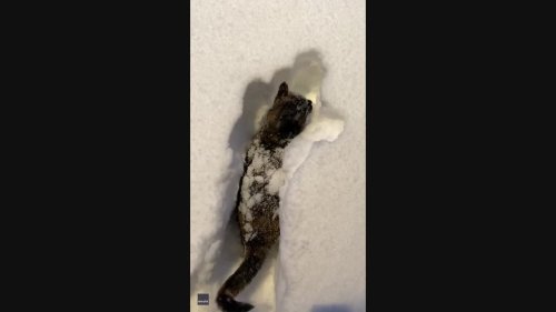 Deep Snow Proves Purr-fect Fun for Playful Feline