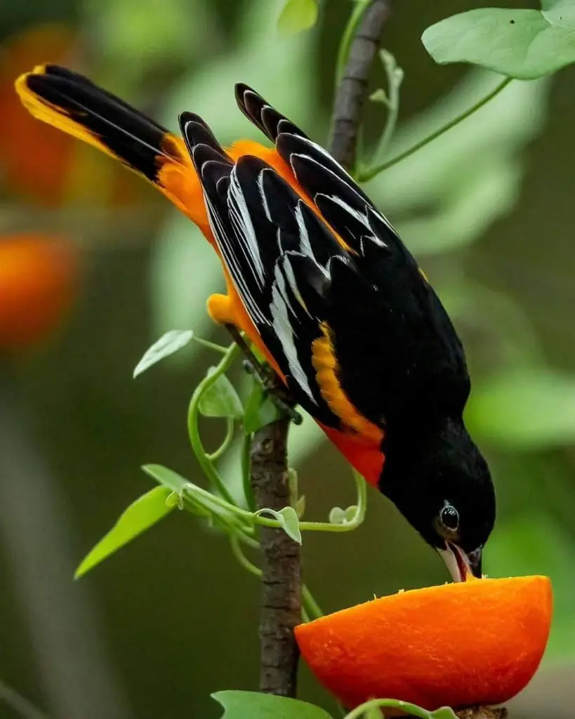 BEAUTIFUL NATURE--WILL SHE PREVAIL?