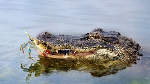 What Do Alligators Eat? Pretty Much Anything They Want