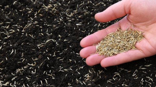 Everything you need to know about growing grass seed