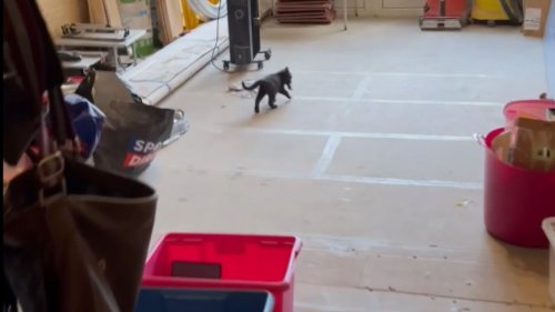 Tiny hunter: Kitten wanders around the house with a mouse