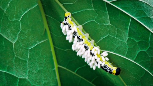 Voodoo Wasps Zombify Caterpillars To Protect Their Eggs