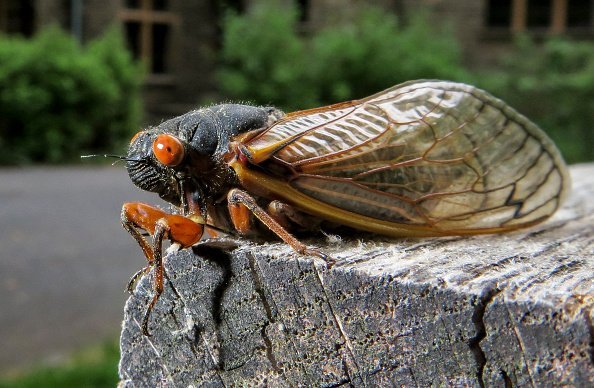 Brood X Cicadas Are Invading, But Some Foodies Are Feasting