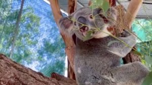How a Dentist Helped a Koala Get a New Foot!