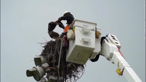 Osprey rescued after getting tethered to nest - by discarded fishing line