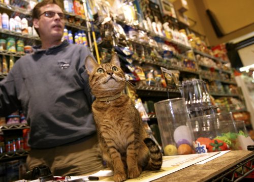 New York Bans Pet Stores From Selling Cats, Dogs, Rabbits | Flipboard