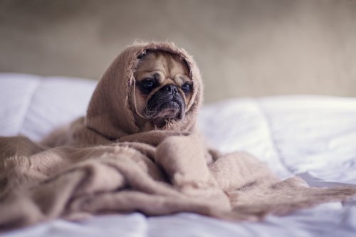 10 Signs of An Unhappy Dog