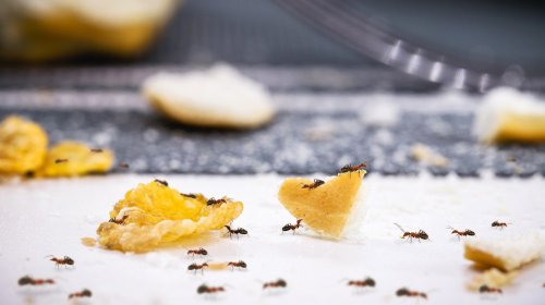 Eliminate Your Ant Problem Once & For All With These Tricks
