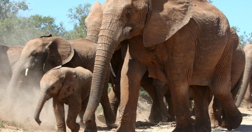 How elephants avoid cancer – and we could too