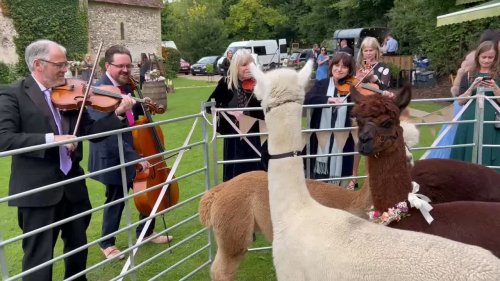 Farm offers alpaca WEDDINGS where the animals don bow ties while they mingle with guests