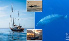 Discover whale species