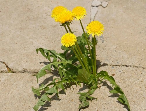HOW TO KEEP WEEDS FROM GROWING IN YOUR DRIVEWAY